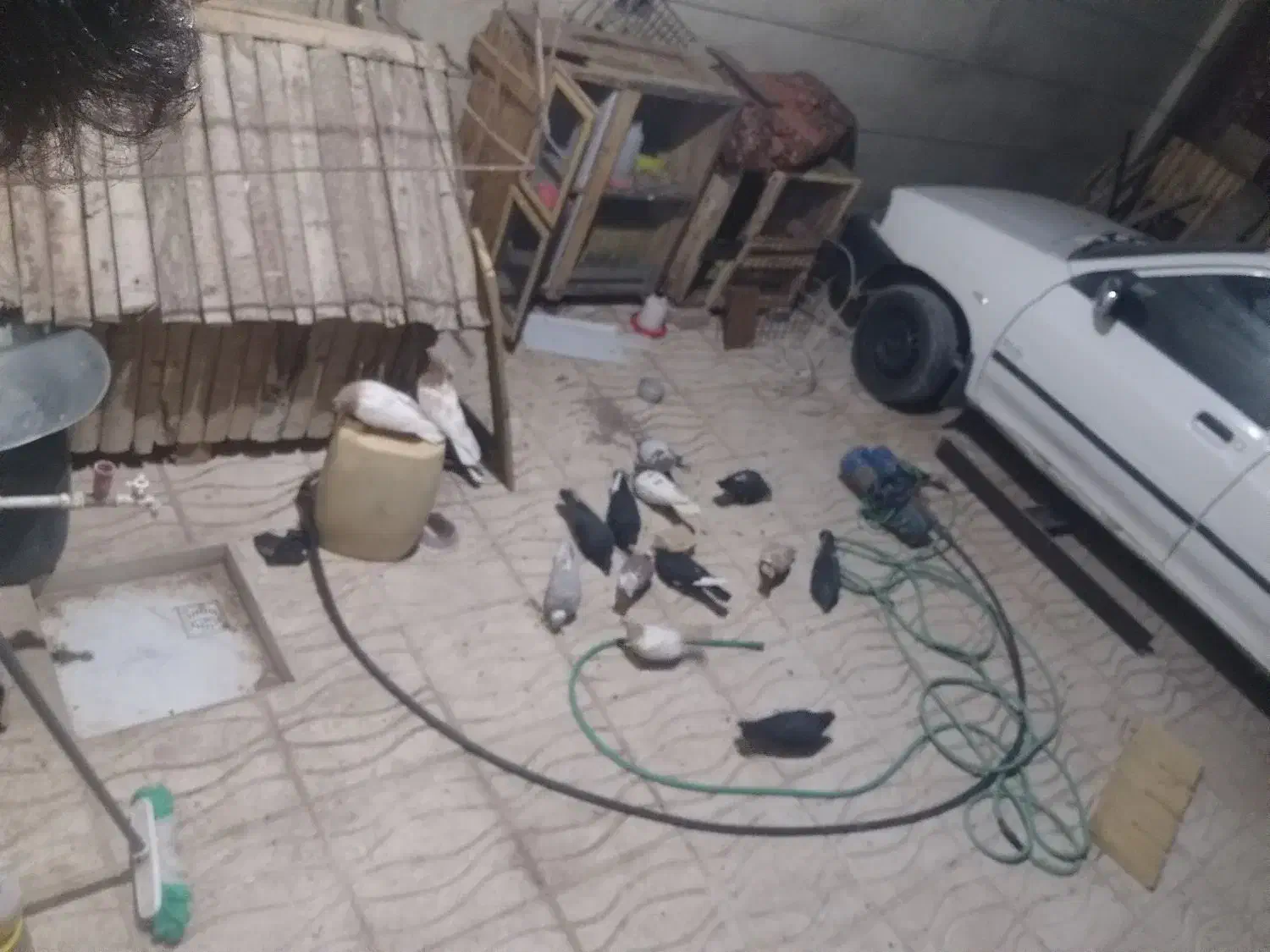 وی سیاه رسمی دم چیده تو شهرک گم کردم|حیوانات|کرمان, |دیوار