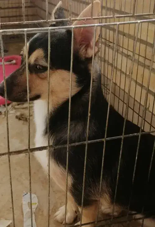 سگ میکس|سگ|اصفهان, بهارستان|دیوار