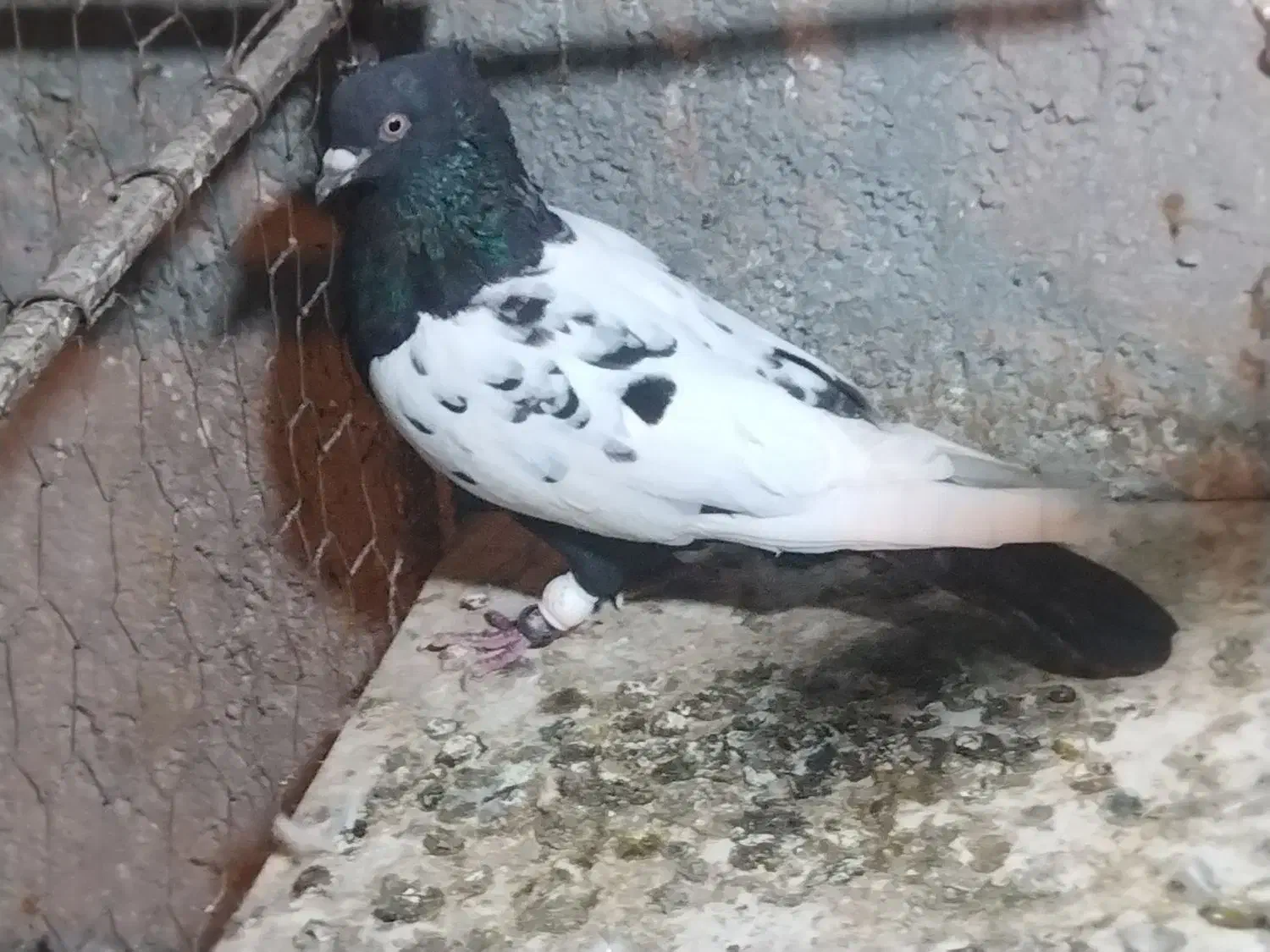 کبوتر سینه ای یا سینه سیاه|پرنده|شیراز, حومه شیراز|دیوار