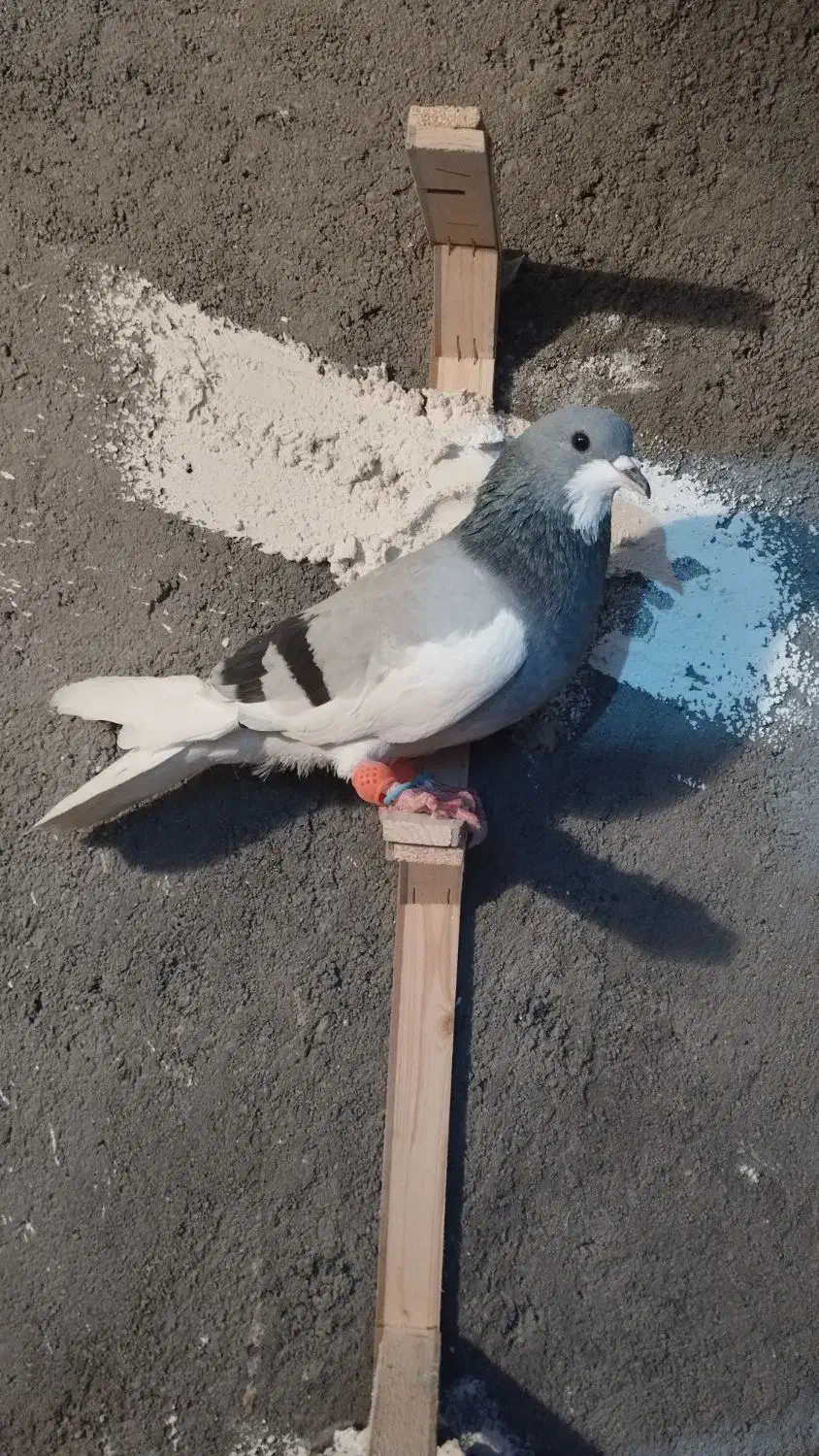 کفتر|پرنده|قلندر آباد, |دیوار