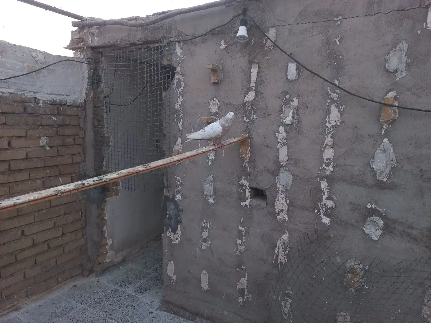 میلیمنز|پرنده|دزفول, |دیوار