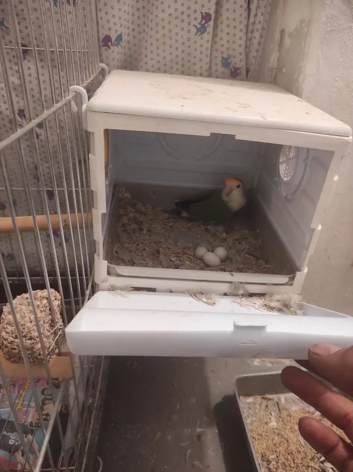 فروش ۳ جفت کوتوله برزیلی|پرنده|شیراز, تندگویان|دیوار