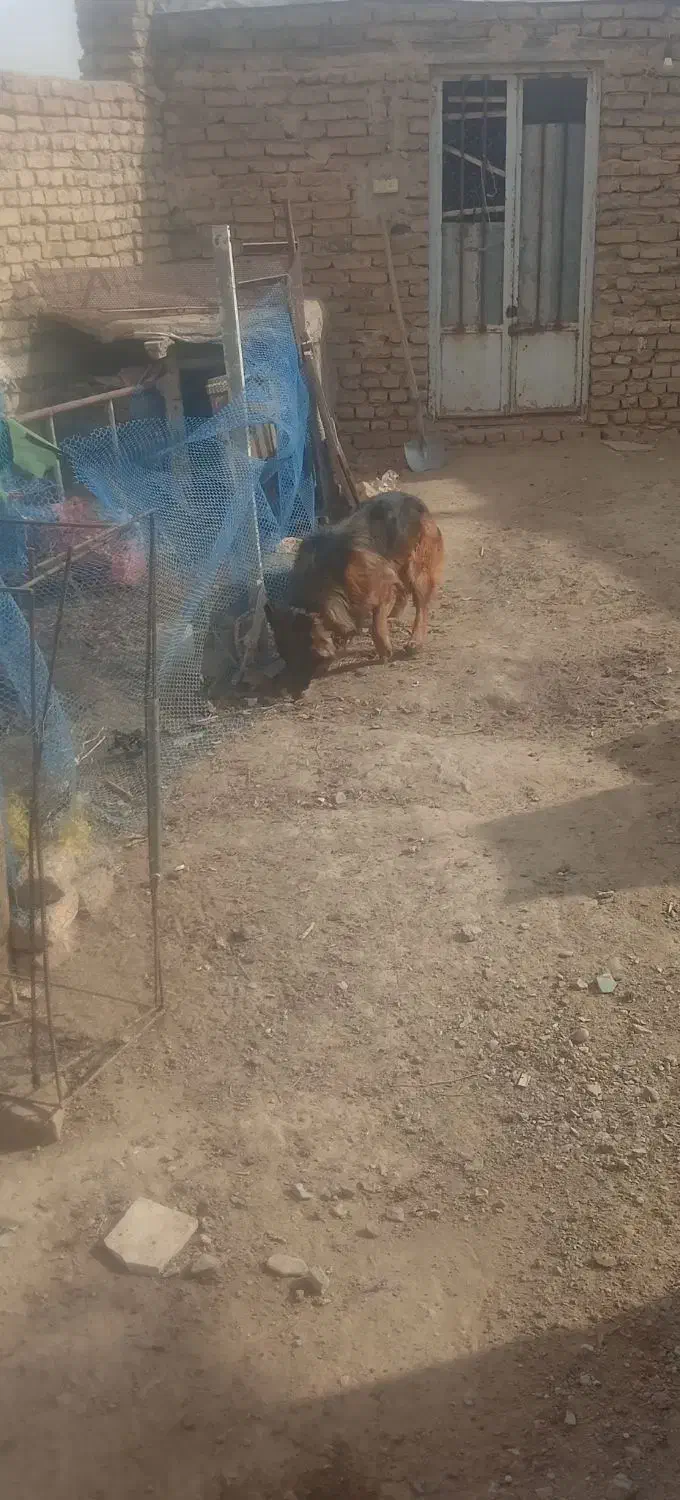 سگ ژرمن مو بلند اصلی ماده|سگ|تربتحیدریه, ده پائین|دیوار