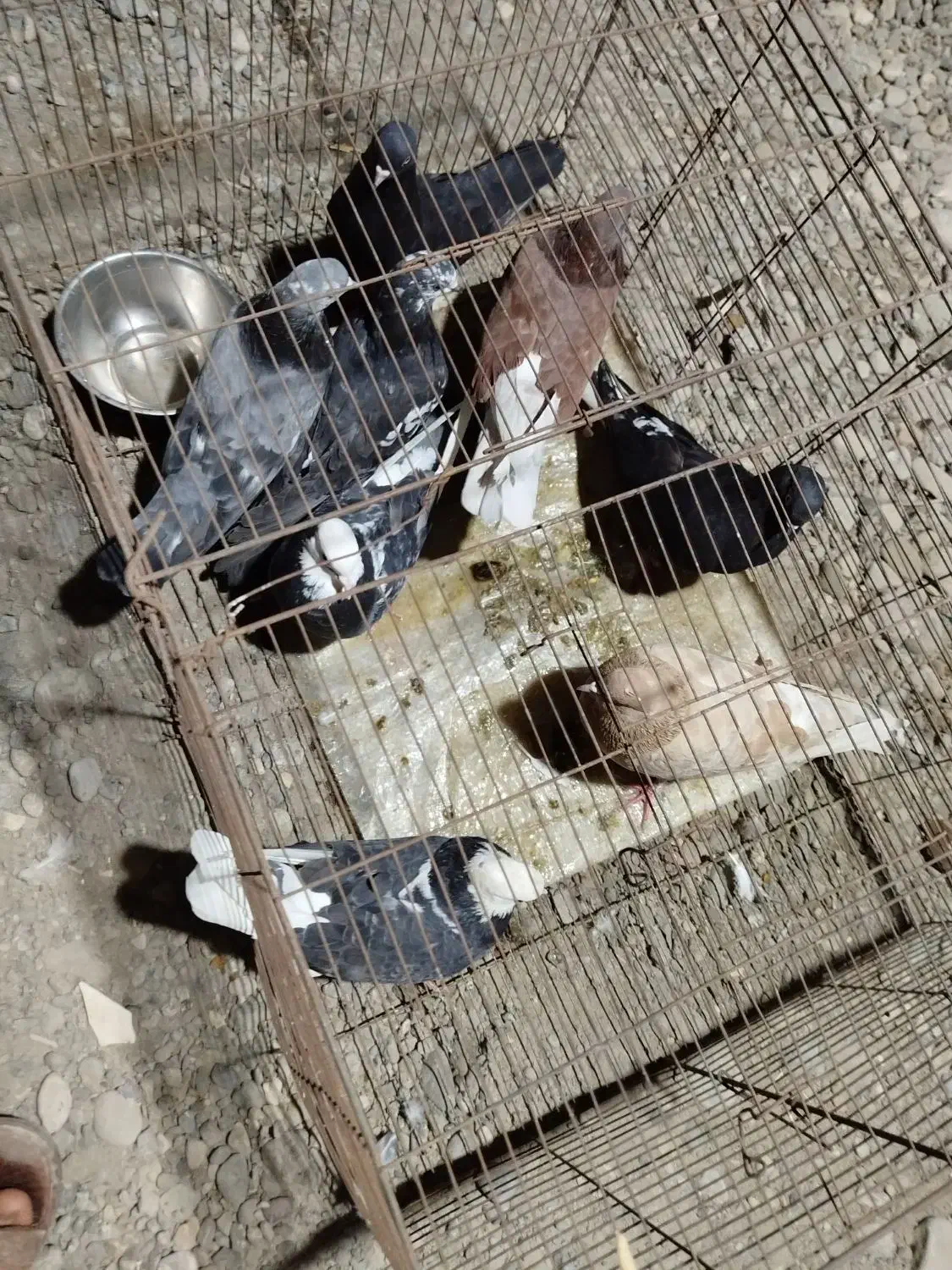 دونه 200 هزار تومن|پرنده|بند زرک, |دیوار