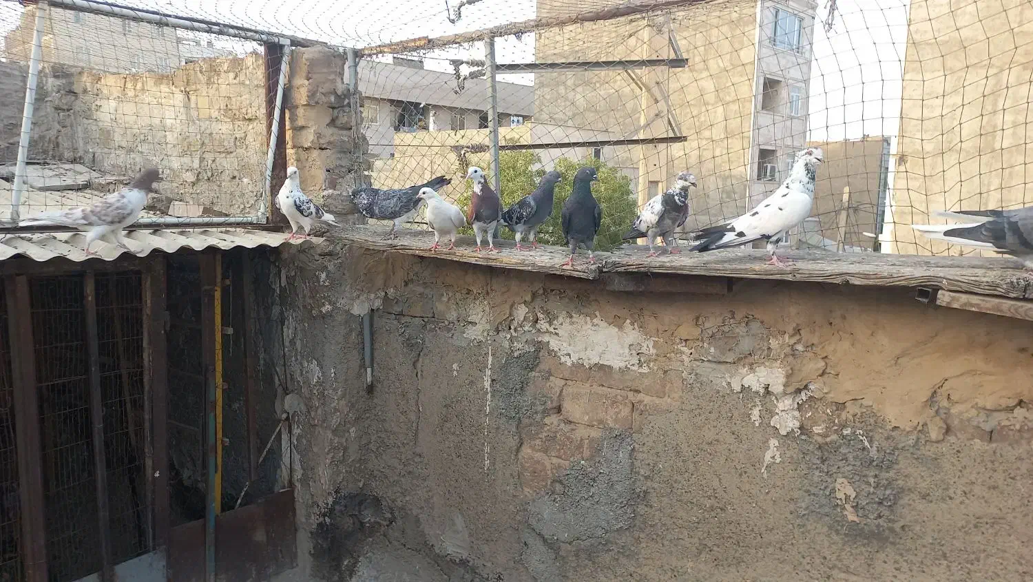 کبوتر خوب|پرنده|تهران, حسین‌آباد|دیوار