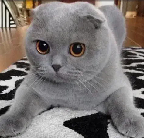 بیرتیش اسکاتیش/بلو دبل فلد/۲ماهه اصیل/آپارتمانی|گربه|فردیس, شهرک ناز|دیوار