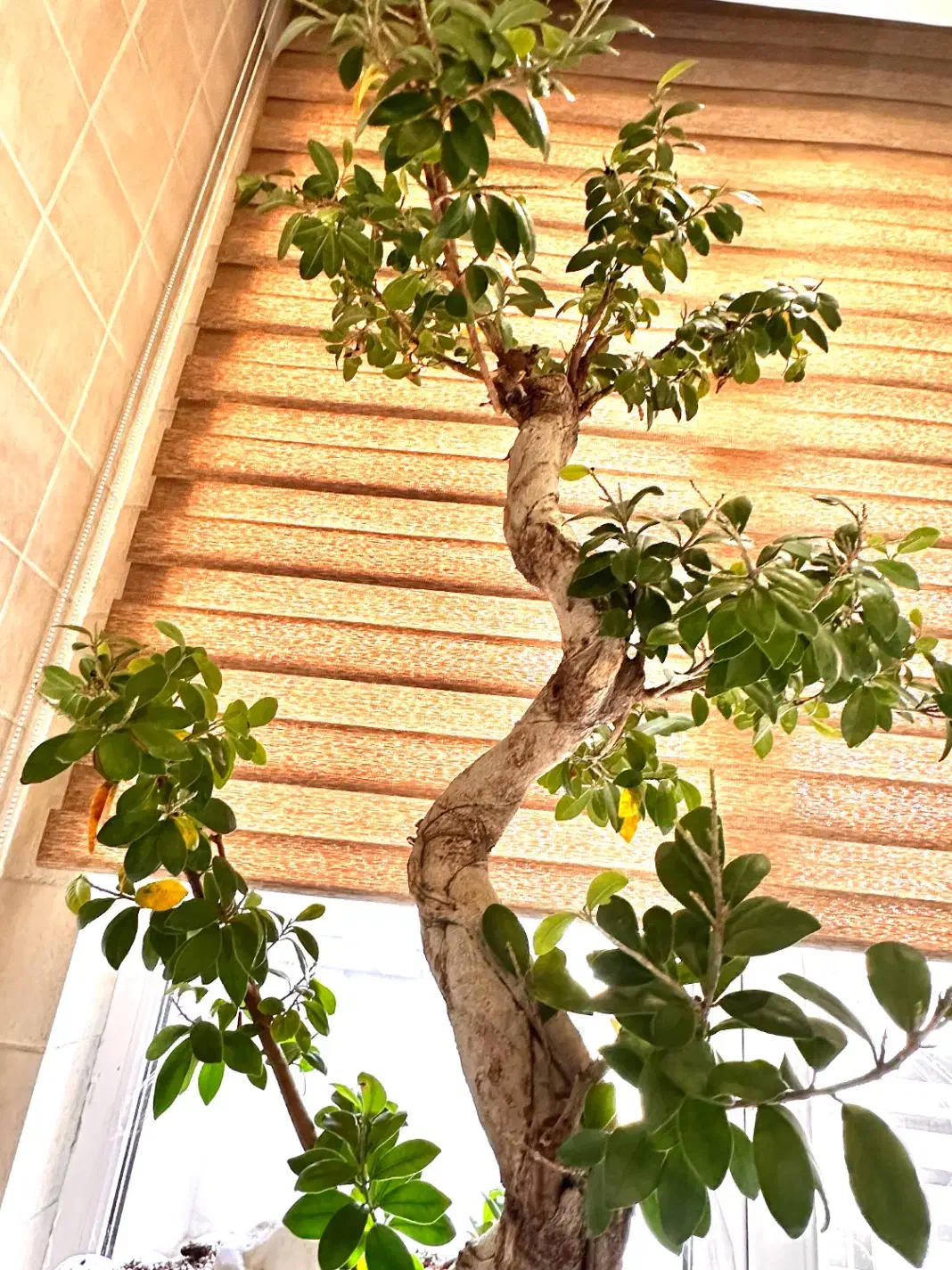 درختچه ، بونسای جنسینگ فیکوس بهمراه ۲عددگلدان لوکس|گل و گیاه طبیعی|تهران, اقدسیه|دیوار