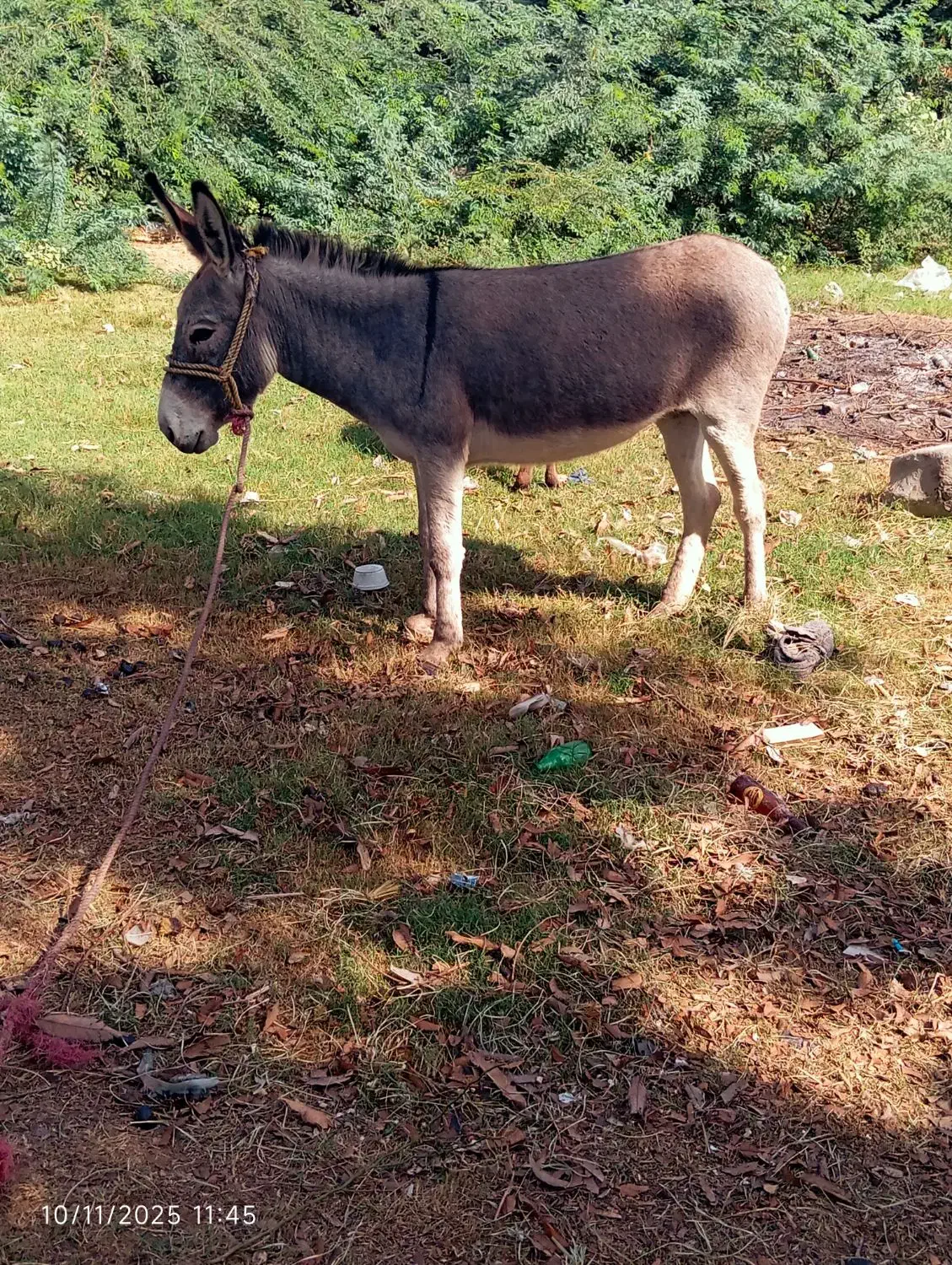 الاغ ماده آرام|حیوانات مزرعه|میناب, |دیوار