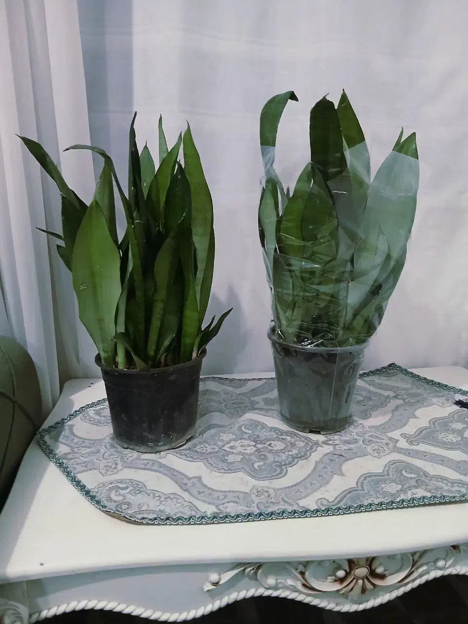 گل گیاه|گل و گیاه طبیعی|رباط‌کریم, شهرک والفجر|دیوار