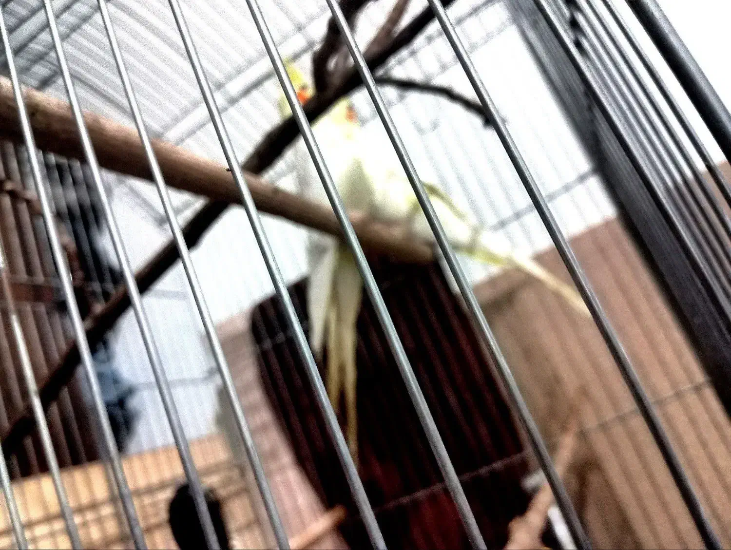 عروس هلندی به شرط تخم کردن|پرنده|نظرآباد, رسالت|دیوار