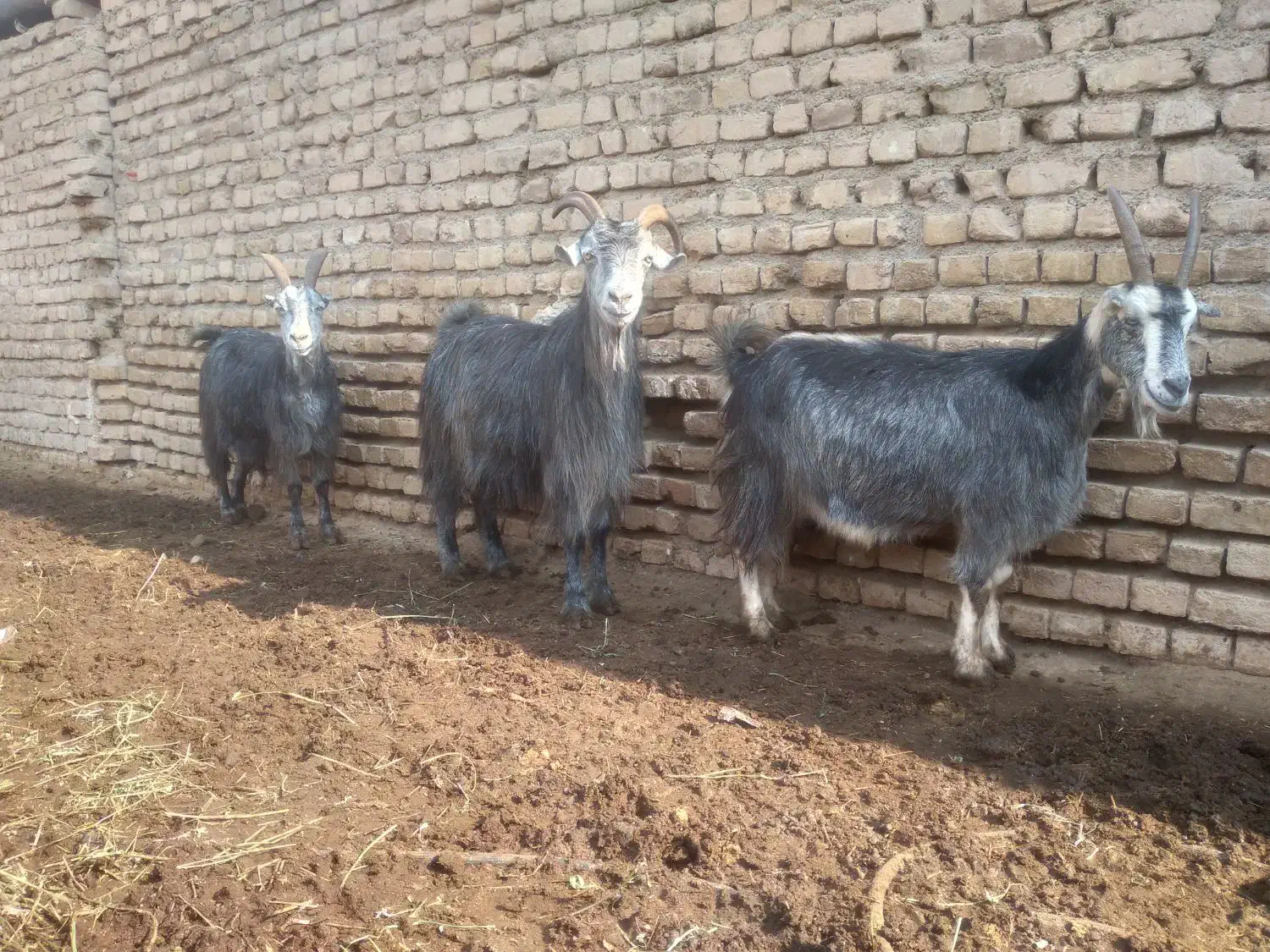 ۳ راس بز آبستن سنگین کبود|حیوانات مزرعه|پیشوا, |دیوار