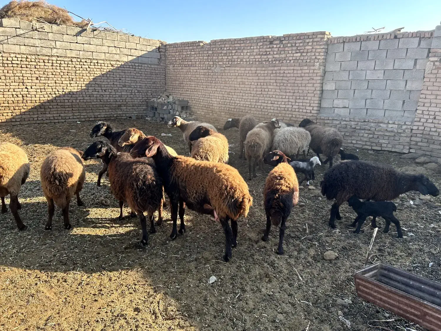 15راس کاور ۲ دندان و ۴ دندان|حیوانات مزرعه|بردسکن, |دیوار