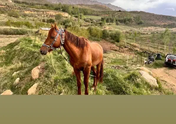 فروش اسب نریان جوان|اسب و تجهیزات اسبسواری|گرگان, |دیوار