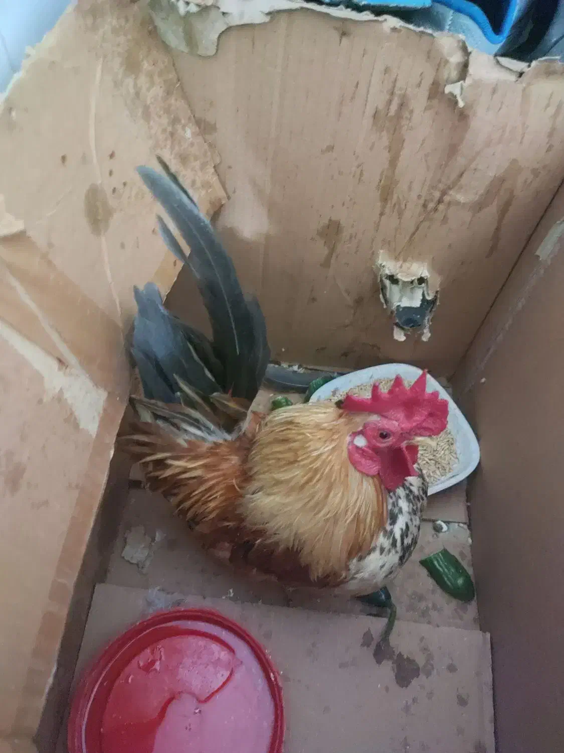 خروس|حیوانات مزرعه|تهران, عبدلآباد|دیوار