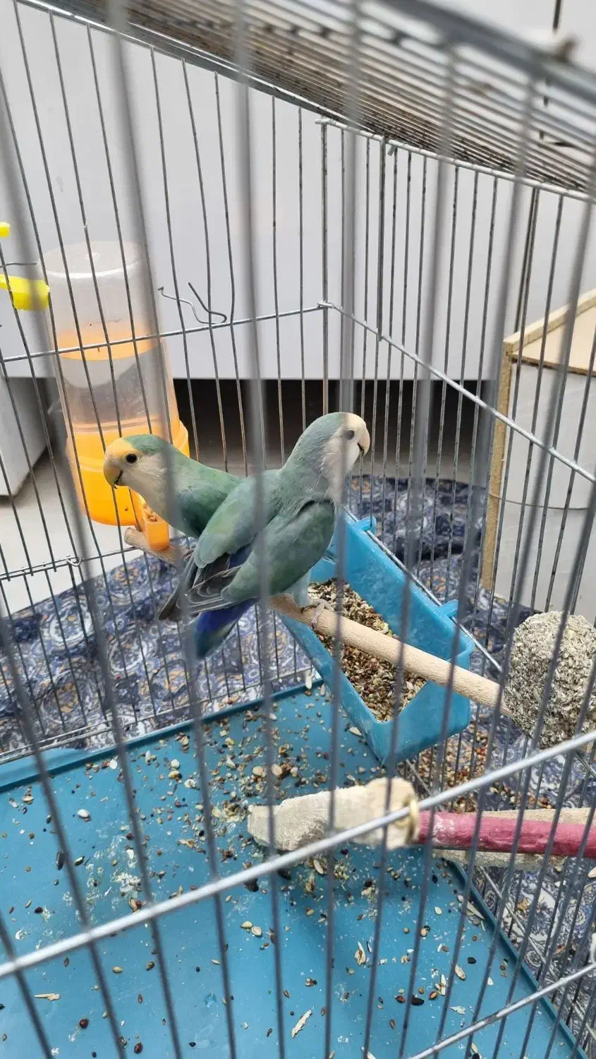 دو جفت کوتوله با یه جوجه|پرنده|اصفهان, بوستان ناژوان|دیوار