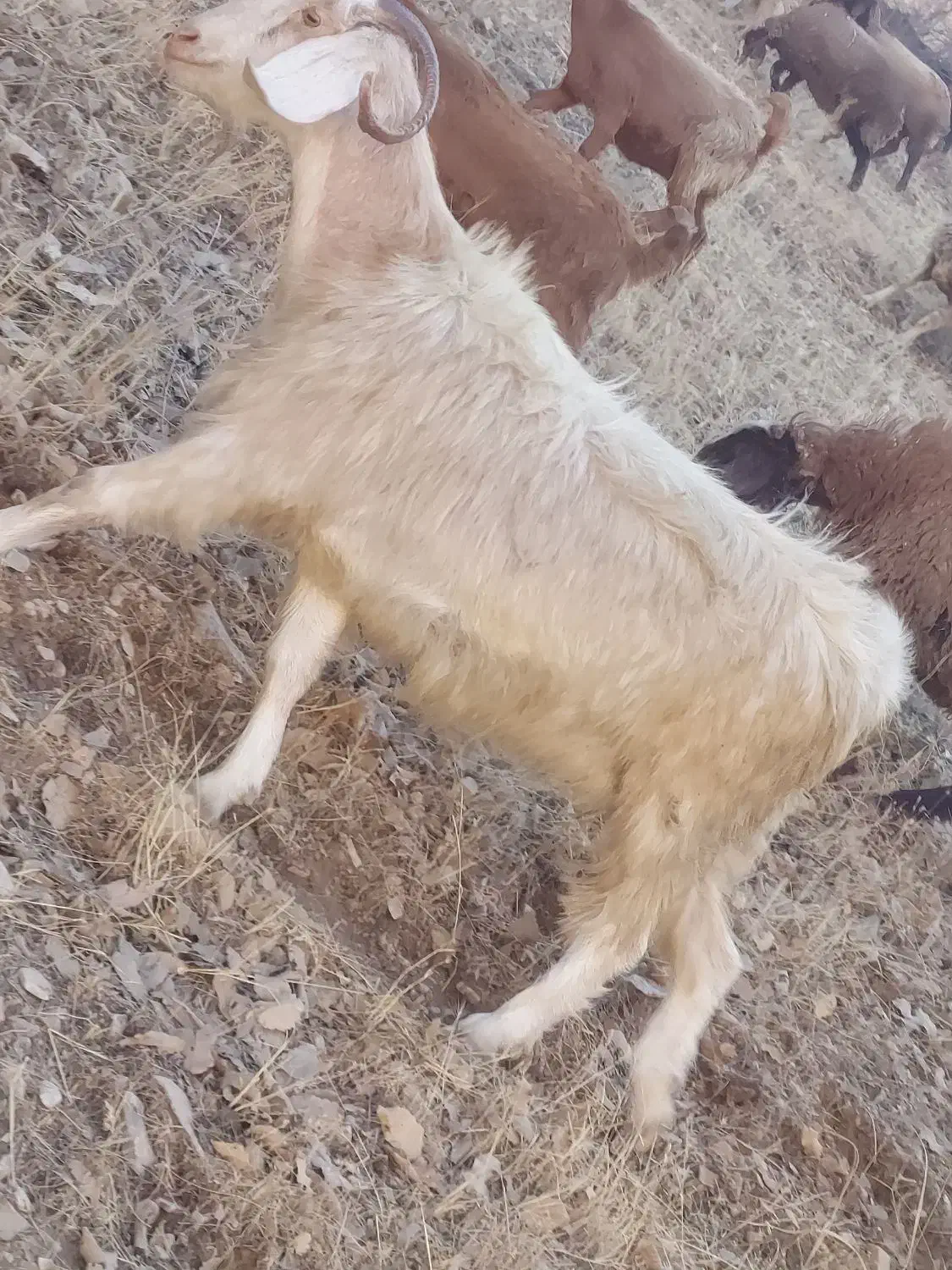 بز داشت|حیوانات مزرعه|ثلاث باباجانی, |دیوار