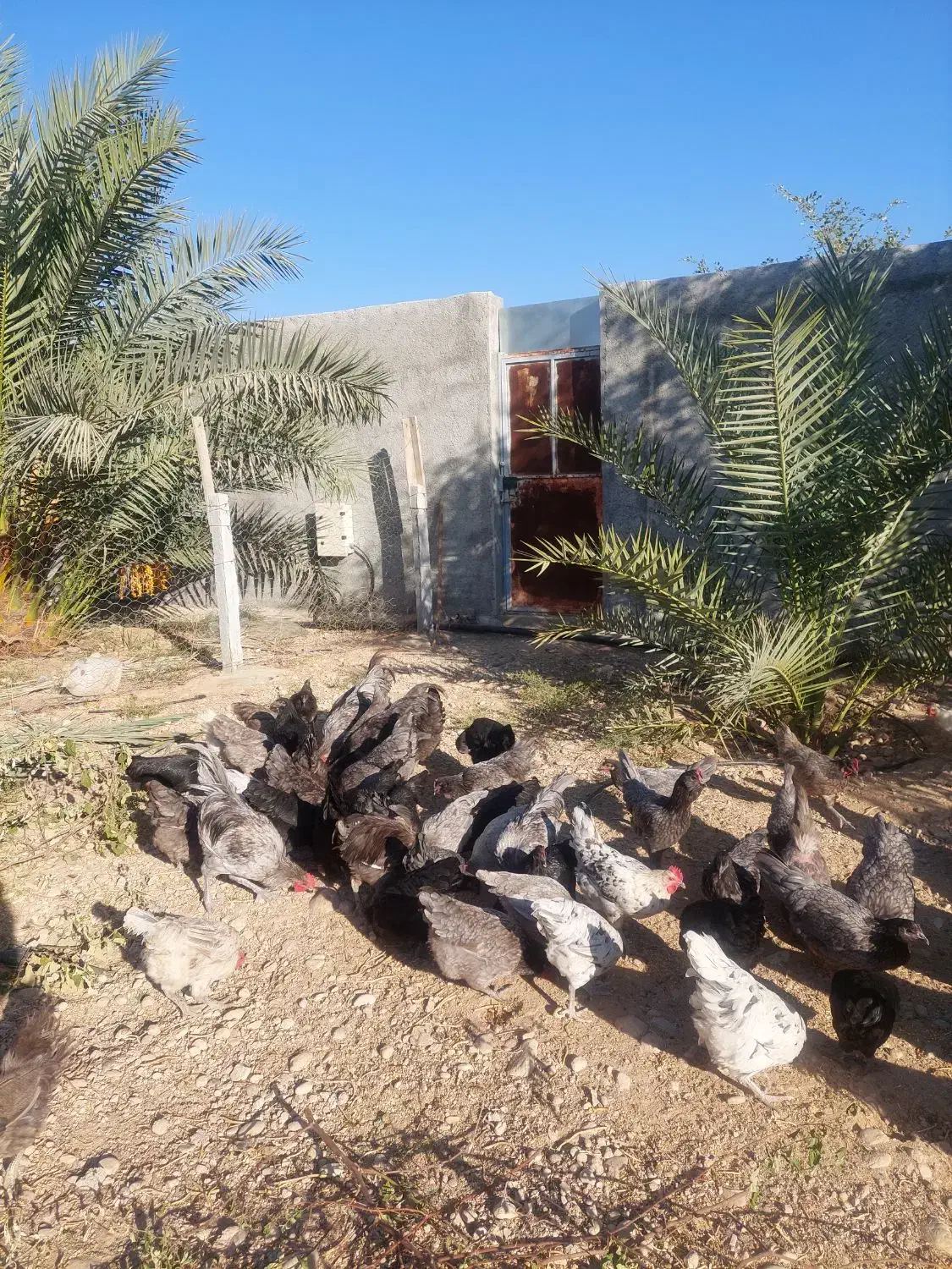 تخم مرغ استرالوپ|حیوانات مزرعه|شیراز, آبیاری|دیوار