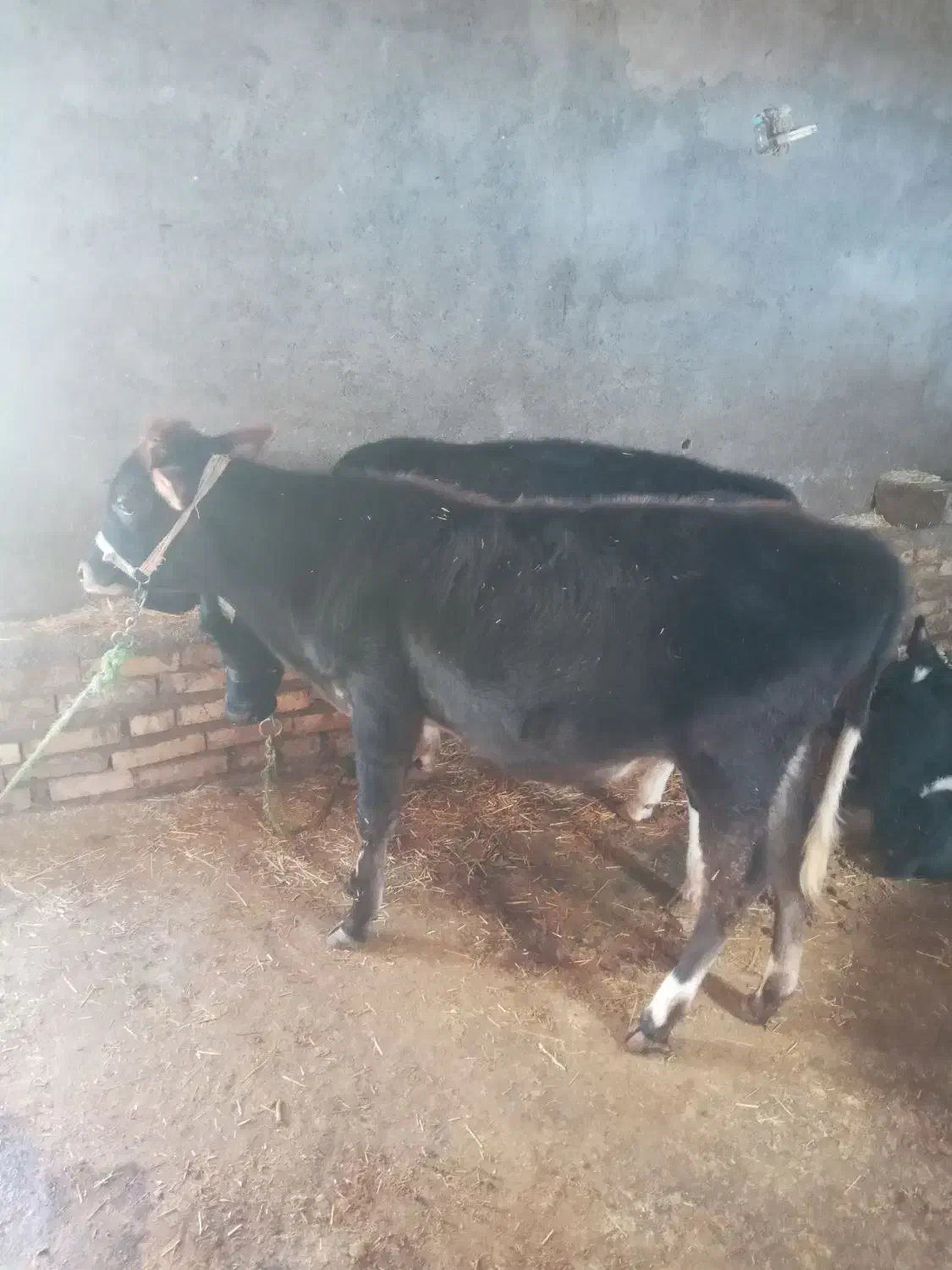گوساله|حیوانات مزرعه|دالاهو, |دیوار