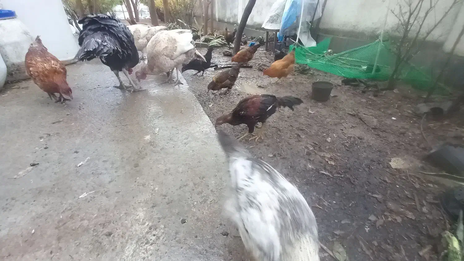 مرغ وخروس|حیوانات مزرعه|جلین, |دیوار