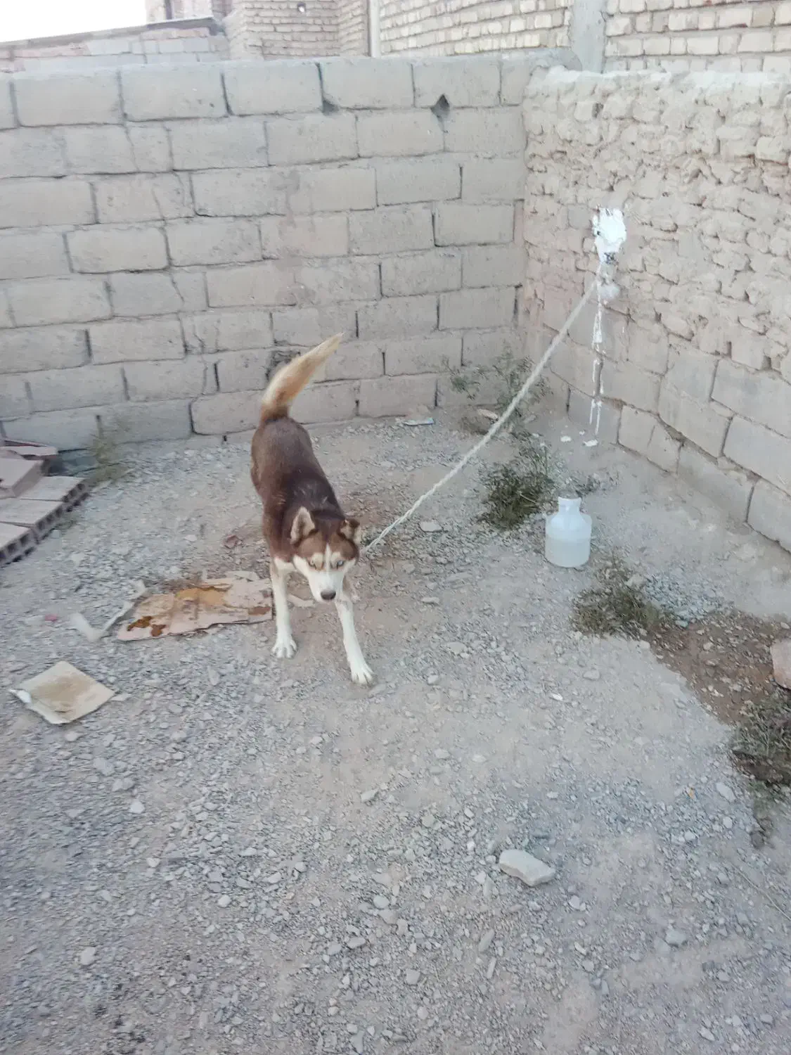 سگ هاسکی|سگ|بردسیر, |دیوار