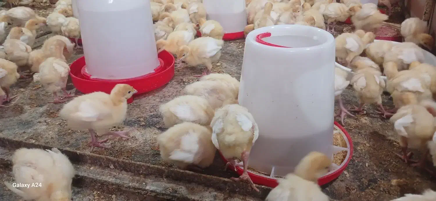 جوجه بوقلمون بیوتی ۶ زرین|حیوانات مزرعه|پیر بکران, |دیوار