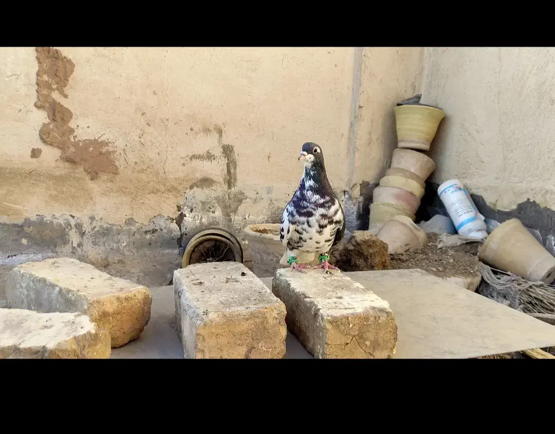 کبوتر چپ افشون|پرنده|لنجان, |دیوار