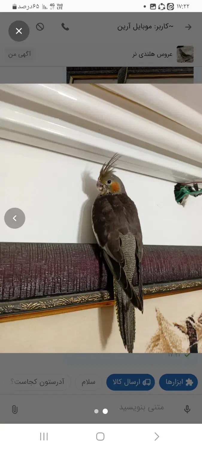 عروس هلندی نر|پرنده|قم, یزدانشهر|دیوار