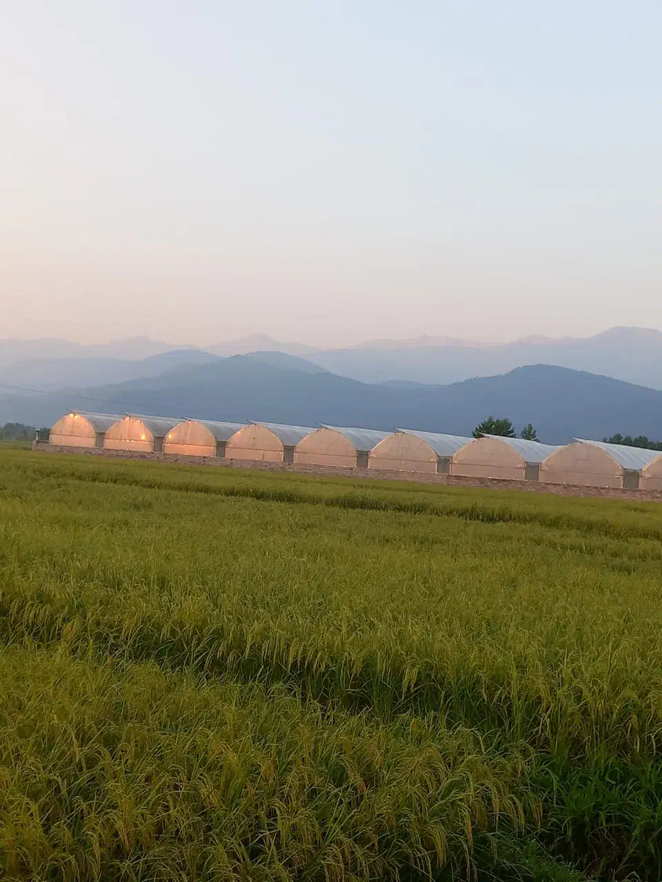 فروش مجموعه گلخانه ای ۵۰۰۰ متری در شیرج محله بزرگ|فروش دفتر صنعتی، کشاورزی، تجاری|خرمآباد (تنکابن), |دیوار