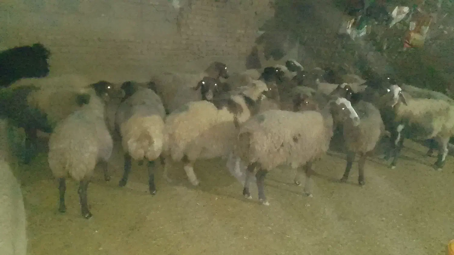 ۲۰راس گوسفند ابستن|حیوانات مزرعه|کوهدشت, |دیوار