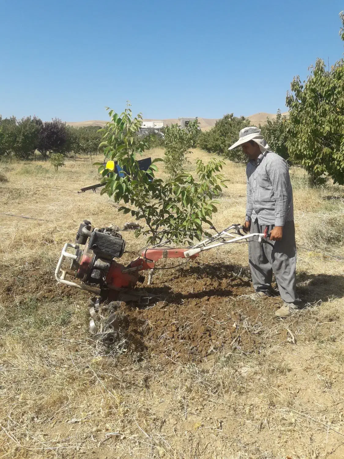 هرس تخصصی. چالکود.سمپاشی و امورات باغ|خدمات باغبانی و درختکاری|سنندج, |دیوار