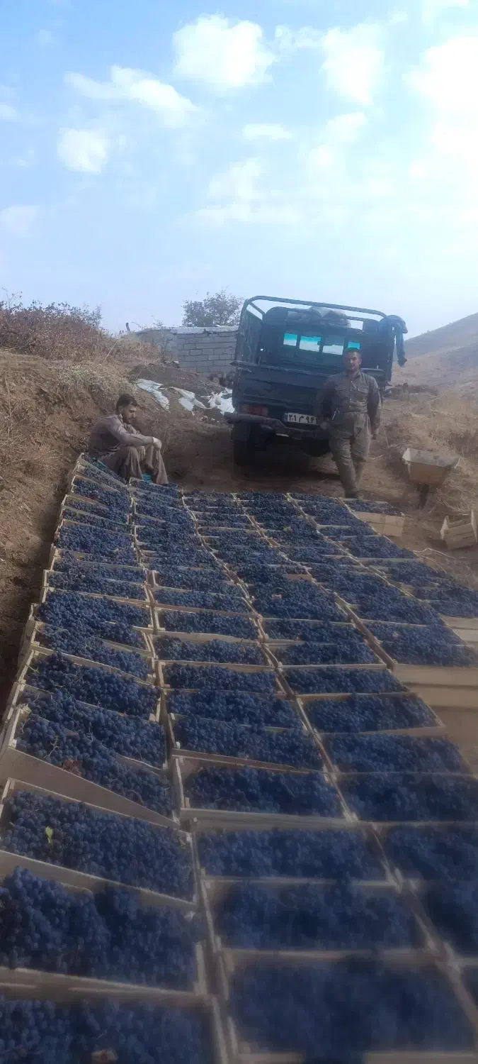 باعرض سلام فروش دوشاب آنگورسیاه سردشت|خوردنی و آشامیدنی|سردشت, |دیوار