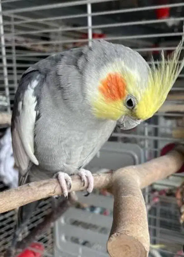 قفس سنجاب|لوازم جانبی حیوانات|رفسنجان, |دیوار