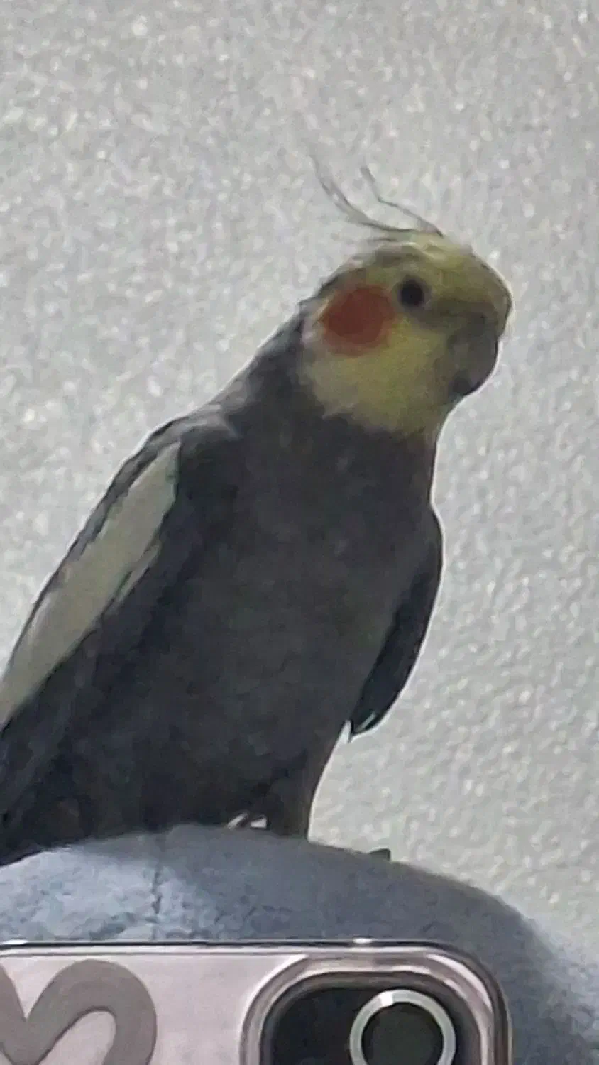 معاوضه عروس هلندی|پرنده|شاهین‌شهر, عطار|دیوار