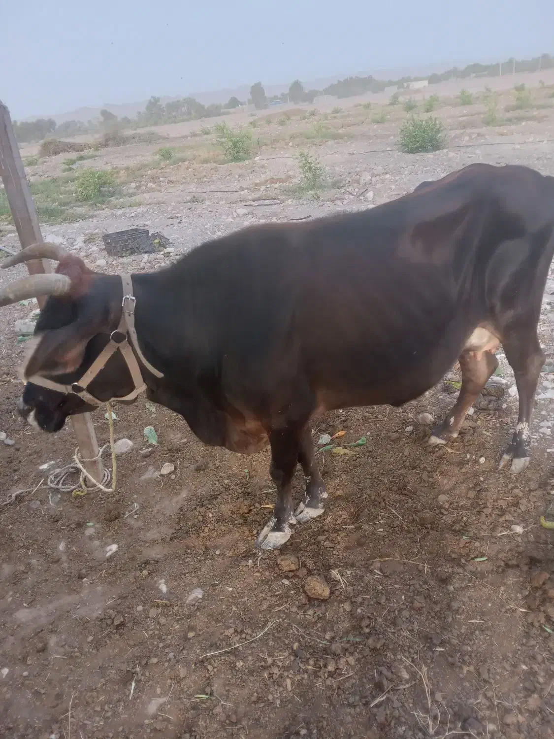فروش گاو باگوساله ماده سمینتال|حیوانات مزرعه|میناب, |دیوار