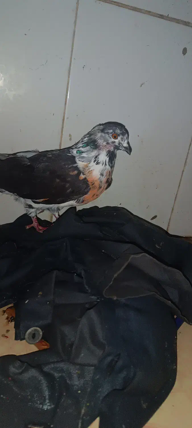 یک عدد کفتر زمانتی|پرنده|علی‌آباد کتول, |دیوار