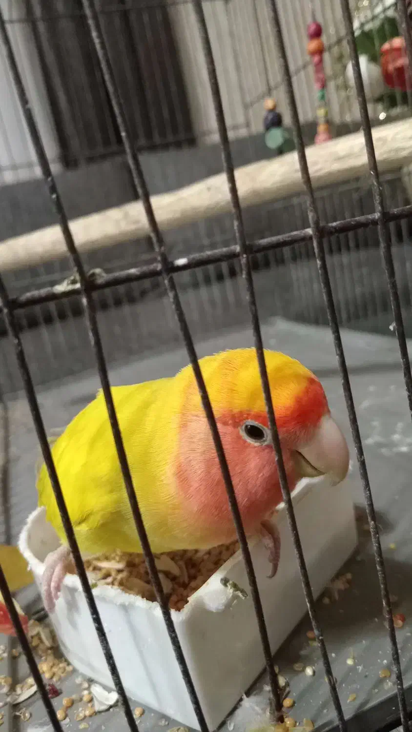 پرنده طوطی برزیلی|پرنده|لشت نشا, |دیوار