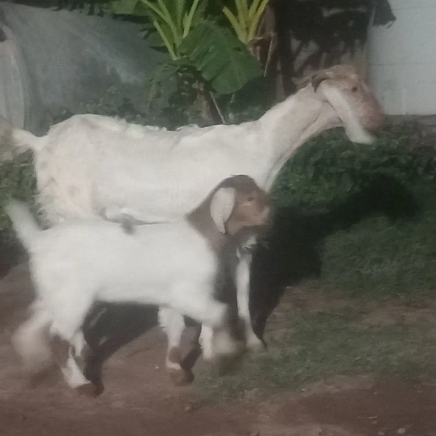 بز باکهره|حیوانات مزرعه|نرماشیر, |دیوار