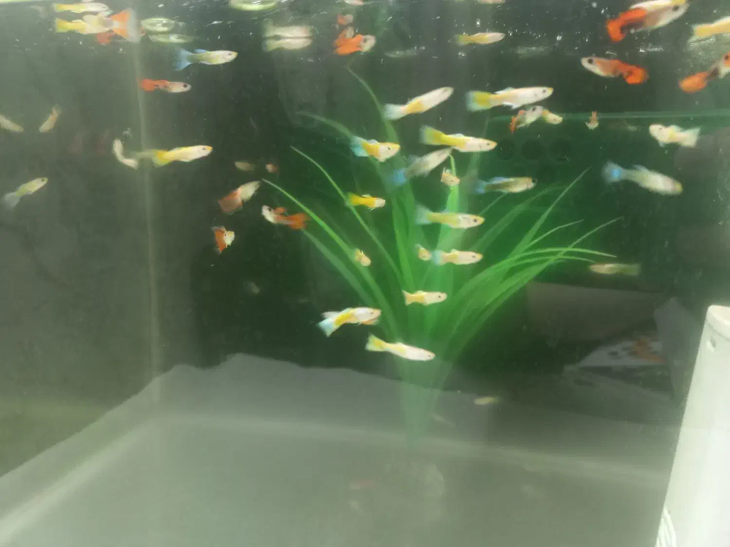 ماهی گوپی گلدن یلو|ماهی|اصفهان, ملکشهر|دیوار