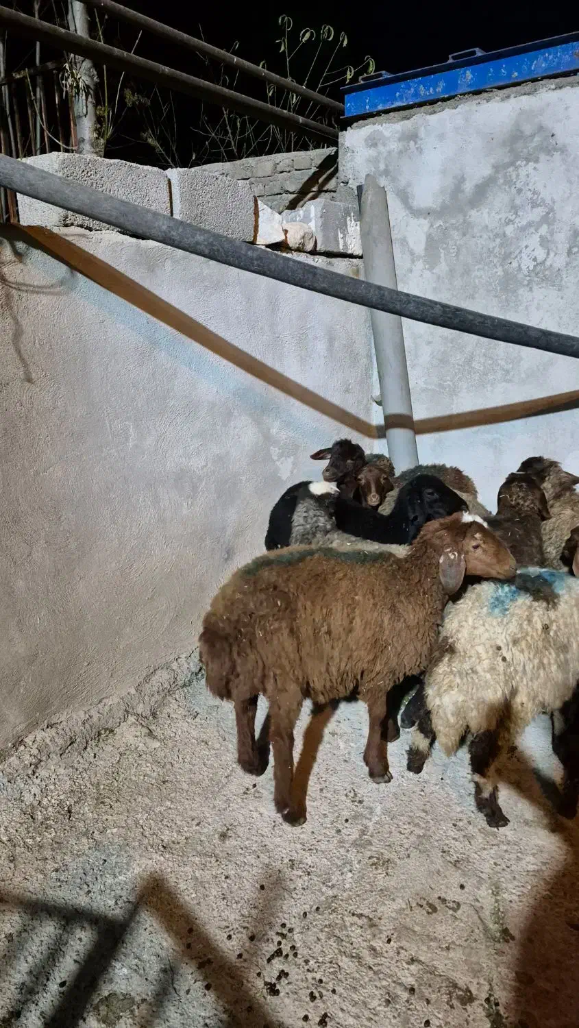 11عدد بره افشار|حیوانات مزرعه|بیرانوند, |دیوار