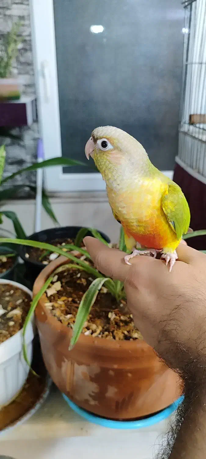 عروس هلندی وگرینچیک فول دستی|پرنده|قم, اسمعیل آباد|دیوار