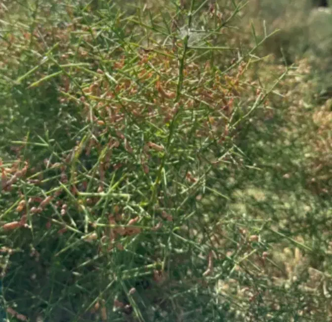 خارشتر و2تن علوفه باغی|لوازم جانبی حیوانات|نیشابور, مازول|دیوار