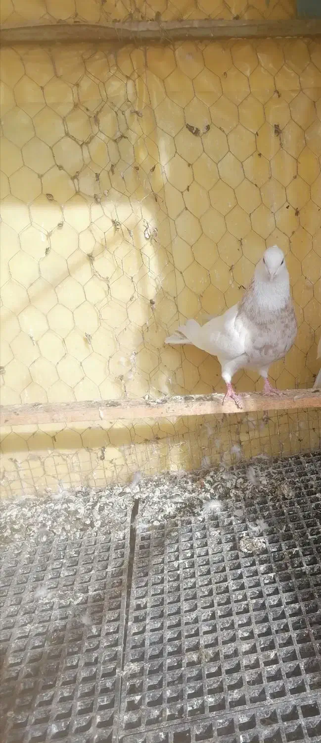 طوقی اجری خال سرکه ای نر|پرنده|سنندج, |دیوار