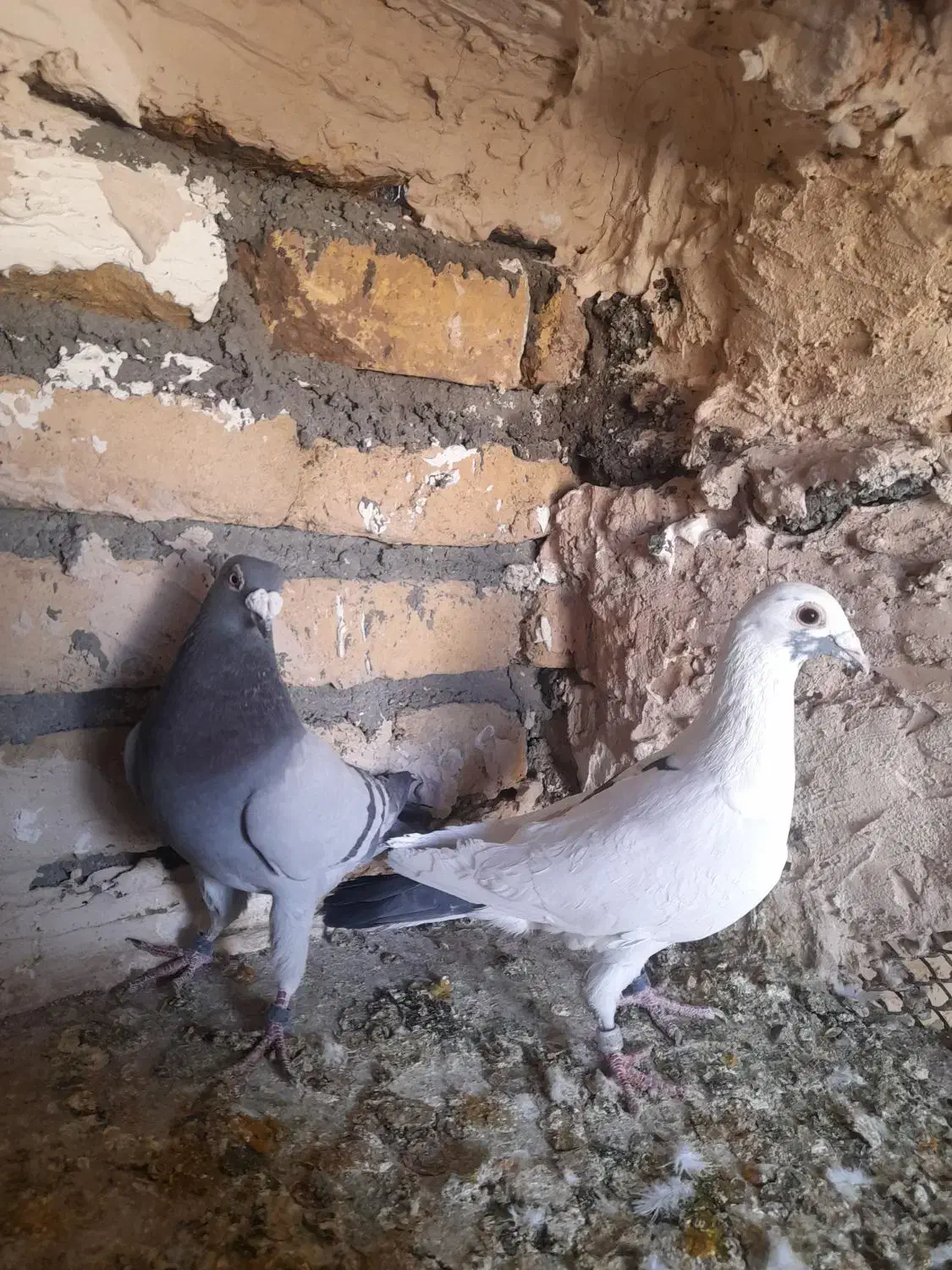 پلنگ کرمونی و سبز خط دار|پرنده|رشتخوار, |دیوار