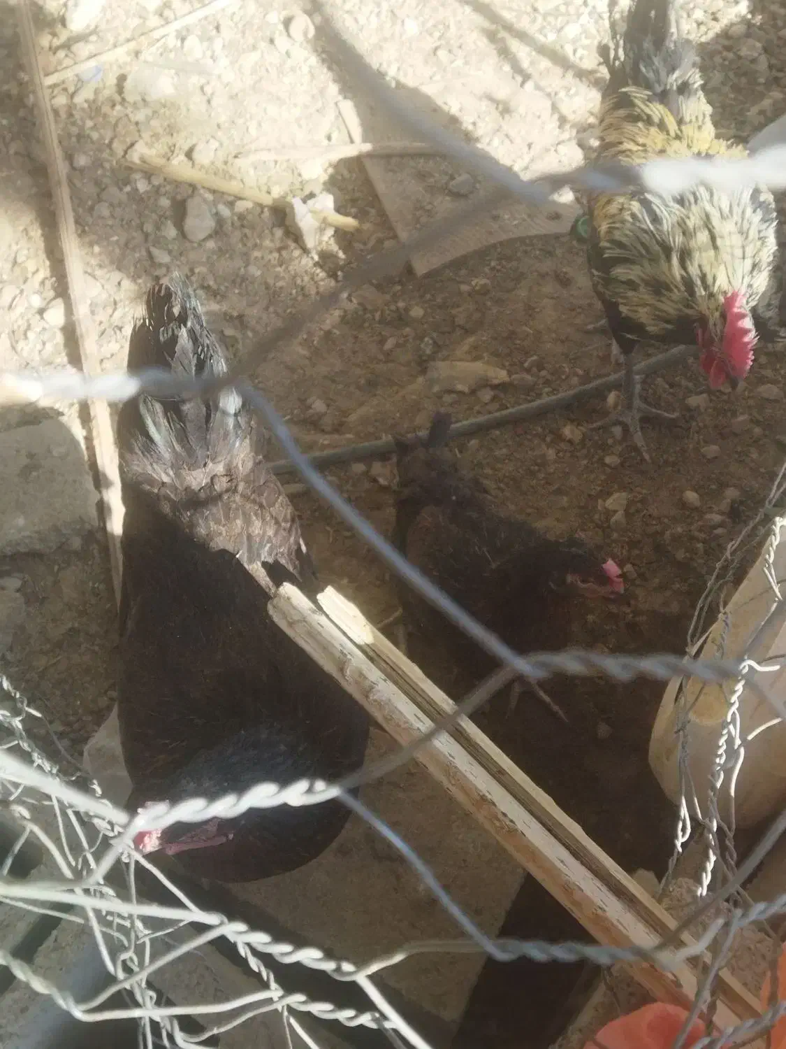 مرغ و خروس|حیوانات مزرعه|جهرم, |دیوار