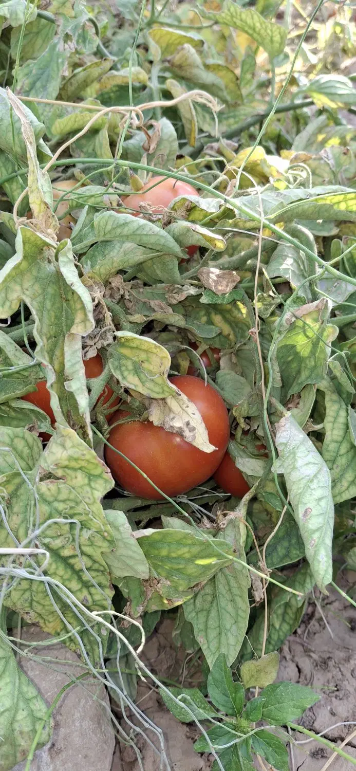 گوجه|خوردنی و آشامیدنی|اسفراین, |دیوار