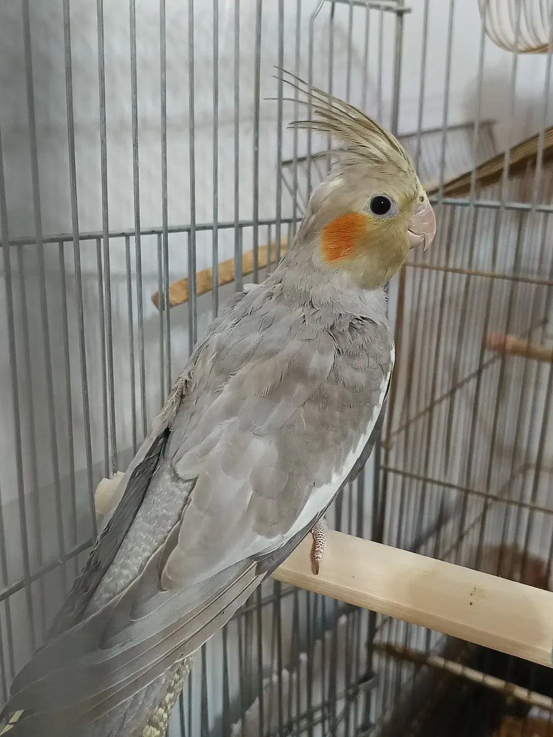 دو عدد عروس هلندی نر|پرنده|بناب, |دیوار