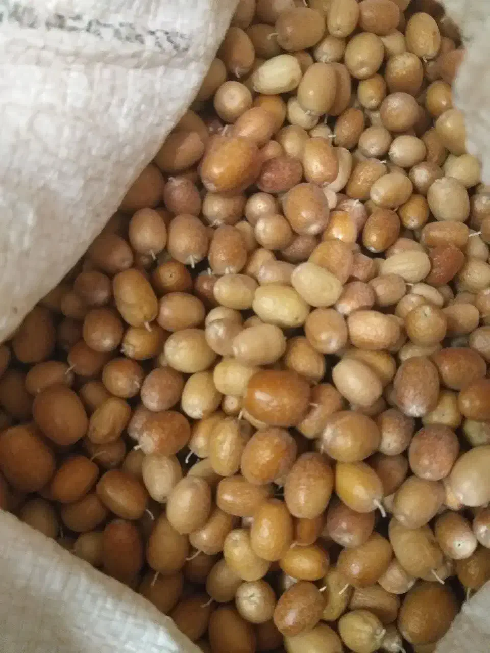 سنجد آسیابی|خوردنی و آشامیدنی|قم, بنیاد|دیوار