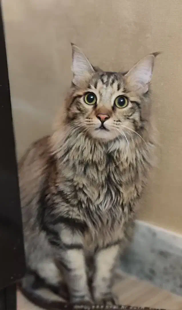 گمشده گربه|حیوانات|قشم, |دیوار