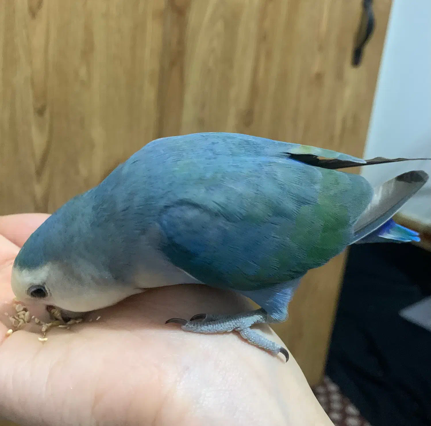 طوطی کوتوله برزیلی|پرنده|ساری, |دیوار