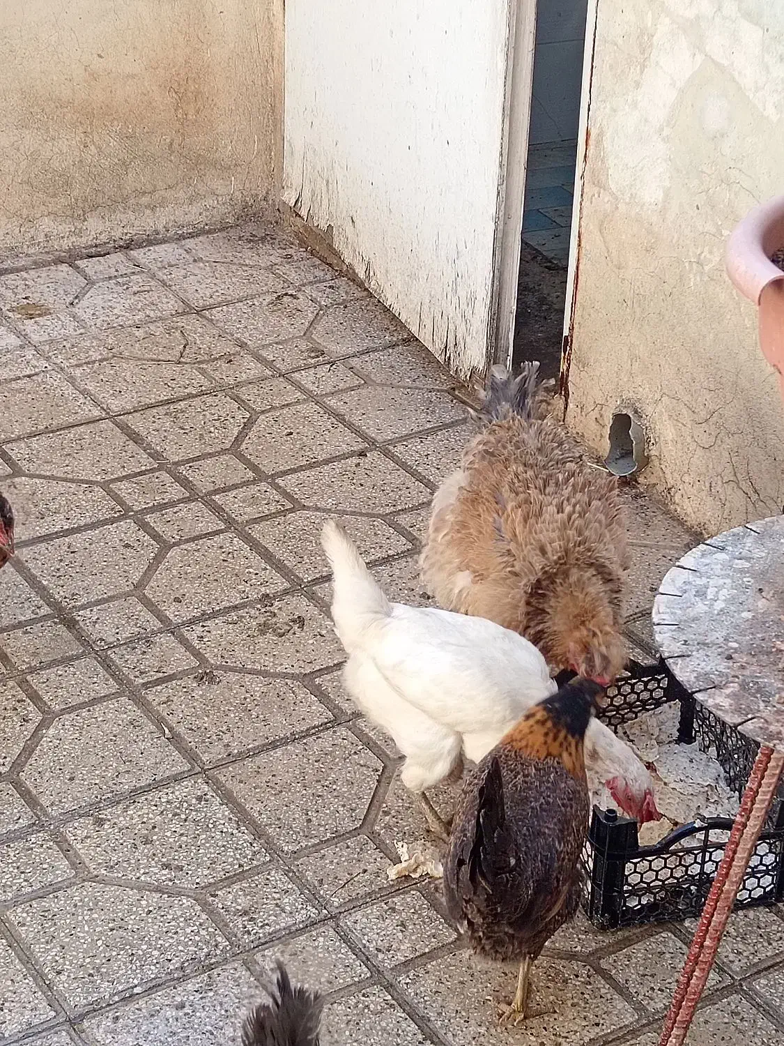 معاوضه مرغ فر با خروس|حیوانات مزرعه|شیراز, دانشگاه شیراز|دیوار